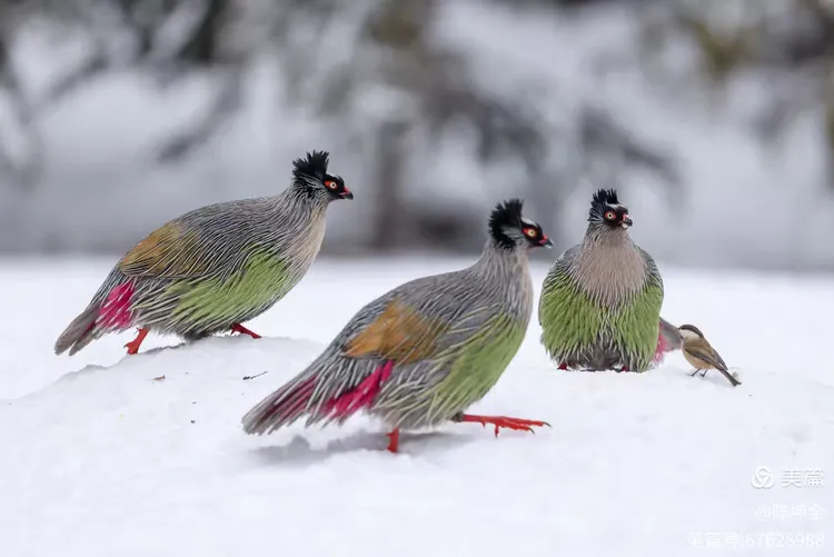 雪中嬉戏的血雉鸟视频版